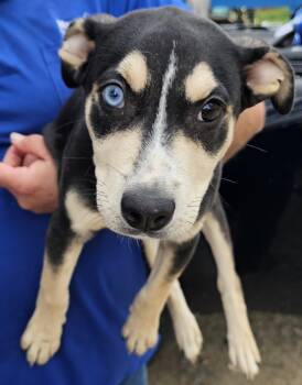 Rescue Siberian Husky and Mixed Breed Dogs for Adoption in Biloxi, Mississippi - Coal | PetCurious