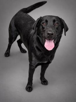 Buddy the Lab -  Labrador Retriever Dog for Adoption in Washington, New Jersey - Buddy The Lab | PetCurious