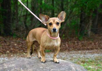 Chihuahua and Dachshund Dogs Available for Adoption in Willingboro, New Jersey - Penny | PetCurious