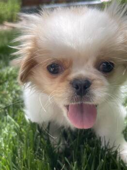 Archie Cassanova 2435 -  Pekingese Dog for Adoption in Aurora, Colorado - Archie Cassanova 2435 | PetCurious