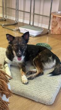 Lexie -  Australian Shepherd Dog for Adoption in Oriskany, New York - Lexie | PetCurious