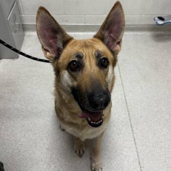German Shepherd Dog Dogs Available for Adoption in Murray, Utah - Tia | PetCurious