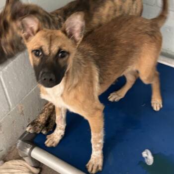 Apricot - Butler Campus -  Australian Cattle Dog Blue Heeler Dog for Adoption in Flagstaff, Arizona - Apricot - Butler Campus | PetCurious