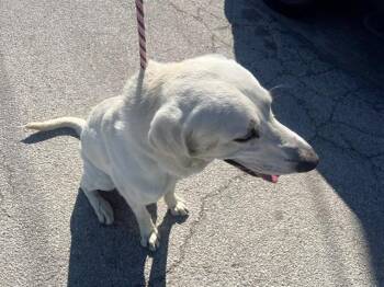 Labrador Retriever and Great Pyrenees Dogs Available for Adoption - XAVIER | PetCurious