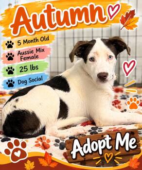 Autumn -  Mixed Breed Dog for Adoption in Rock Hill, New York - Autumn | PetCurious