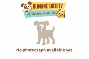 Mixed Breed Dogs Available for Adoption in Kingsland, Georgia - Belladonna | PetCurious