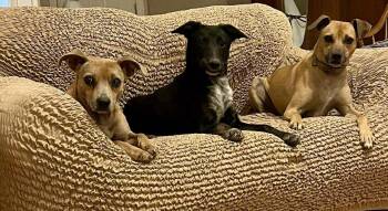 Rescue Border Collie Dogs for Adoption in Rochester, New York - Gracie | PetCurious