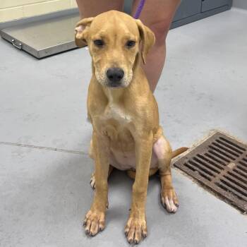 08/17/2026-Stray-Broadway -  Mixed Breed Dog for Adoption in Columbus, Georgia - 08/17/2026-Stray-Broadway | PetCurious
