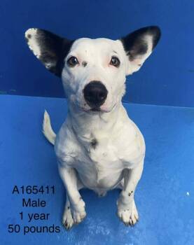 Pit Bull Terrier and Mixed Breed Dogs Available for Adoption - Pinball | PetCurious