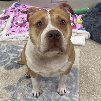 Ginger -  American Bully Dog for Adoption in Prince Frederick, Maryland - Ginger | PetCurious