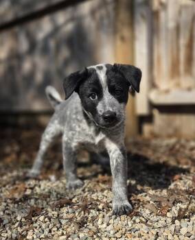 Australian Cattle Dog Blue Heeler Dogs Available for Adoption in Stewart Manor, New York - Legolas | PetCurious