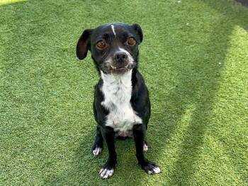 PAIGE -  Pug and Beagle Dog for Adoption in Tustin, California - PAIGE | PetCurious