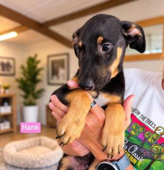Hank -  Shepherd and Schipperke Dog for Adoption in Saugus, Massachusetts - Hank | PetCurious