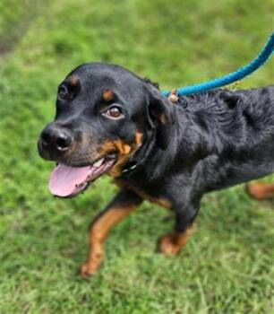 Rescue Rottweiler Dogs for Adoption in Fort Lauderdale, Florida - TACOMA | PetCurious