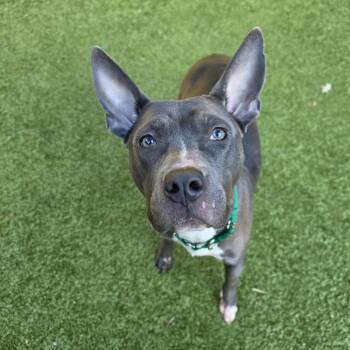 SHAILA -  Pit Bull Terrier Dog for Adoption in Greensboro, North Carolina - SHAILA | PetCurious