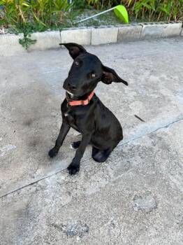Lolo -  Great Dane Dog for Adoption in Orlando, Florida - Lolo | PetCurious