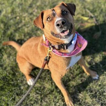 Felice -  Mixed Breed and Labrador Retriever Dog for Adoption in Mississauga, Ontario - Felice | PetCurious