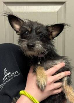 Mushu -  Terrier Dog for Adoption in Littleton, Colorado - Mushu | PetCurious