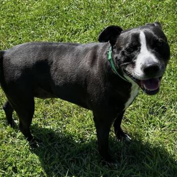 Bob -  Mixed Breed Dog for Adoption in South Burlington, Vermont - Bob | PetCurious