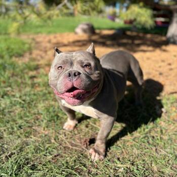 Della Rose -  Pit Bull Terrier Dog for Adoption in Fargo, North Dakota - Della Rose | PetCurious
