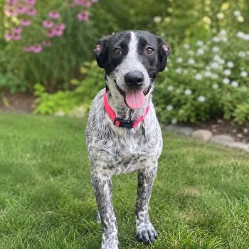 BLOSSOM -  Mixed Breed Dog for Adoption in Cranston, Rhode Island - BLOSSOM | PetCurious