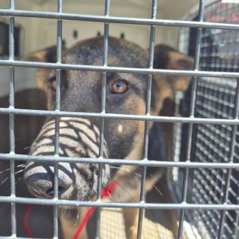 Shepherd Dogs Available for Adoption in Montgomery, Alabama - Squeak | PetCurious