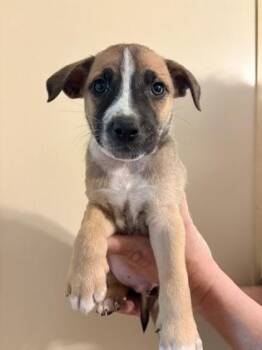 Labrador Retriever and Mixed Breed Dogs Available for Adoption in Morton Grove, Illinois - Xolo | PetCurious