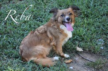 Reba -  Cocker Spaniel and Corgi Dog for Adoption in Topeka, Kansas - Reba | PetCurious