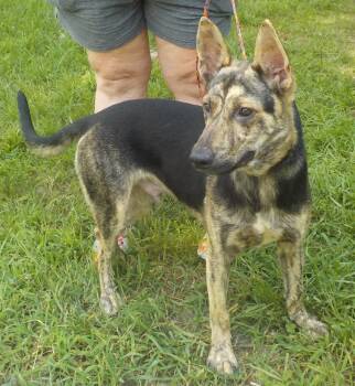 260923  Jet -  Shepherd Dog for Adoption in Wetumpka, Alabama - 260923  Jet | PetCurious