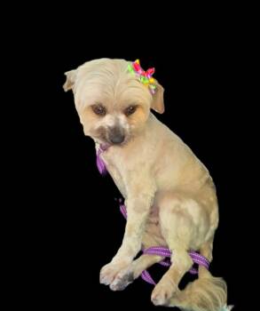 Shih Tzu Dogs Available for Adoption in Suffolk, Virginia - Daisy | PetCurious