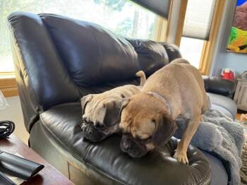 Shayna -  Pug Dog for Adoption in Aurora, Colorado - Shayna | PetCurious
