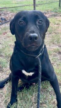 Luke -  Black Labrador Retriever Dog for Adoption in Tyler, Texas - Luke | PetCurious