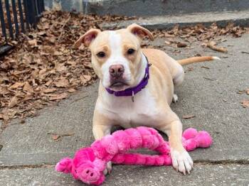Mixed Breed Dogs Available for Adoption in New York, New York - Panna Cotta | PetCurious