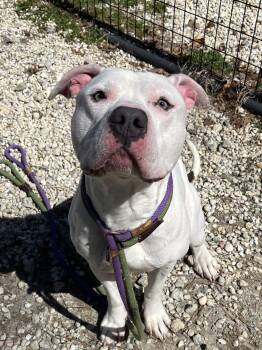American Staffordshire Terrier and American Bully Dogs Available for Adoption in Farmingdale, New Jersey - Beck | PetCurious