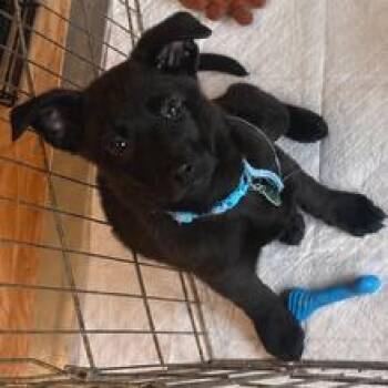 Mixed Breed Dogs Available for Adoption in Buffalo, Minnesota - Hella | PetCurious