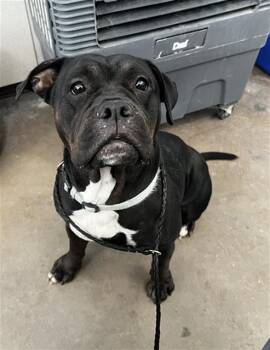 Mixed Breed Dogs Available for Adoption in Dallas, Texas - RYLEE | PetCurious