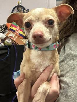 Jolie -  Chihuahua Dog for Adoption - Jolie | PetCurious