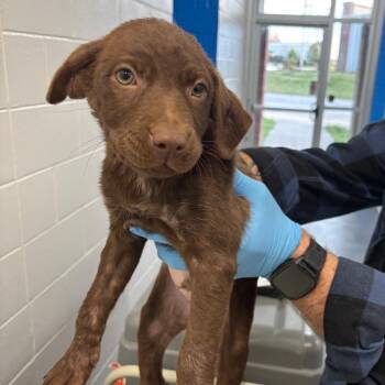 Chocolate Labrador Retriever Dogs Available for Adoption - Charles | PetCurious