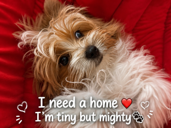 Prince  -  Yorkshire Terrier Dog for Sale in Concord, California - Prince  | PetCurious