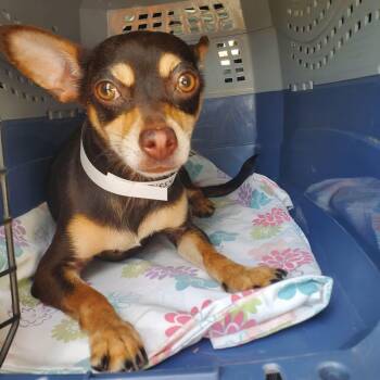 Sissy -  Miniature Pinscher Dog for Adoption in Lexington, Kentucky - Sissy | PetCurious