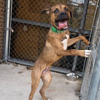 Baxter -  Black Mouth Cur Dog for Adoption in Birmingham, Alabama - Baxter | PetCurious