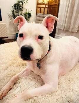 Dexter -  Terrier Dog for Adoption in San Antonio, Texas - Dexter | PetCurious