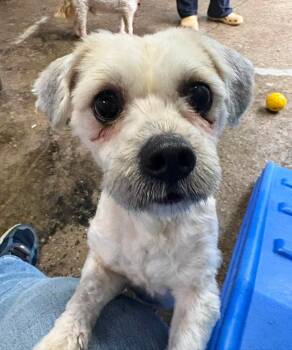 Shih Tzu and Mixed Breed Dogs Available for Adoption in Warren, Michigan - Scrappy | PetCurious