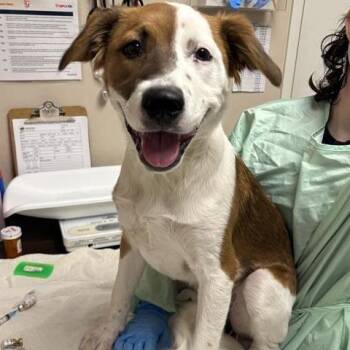 Princess Pita -  Shepherd and Mixed Breed Dog for Adoption in Tempe, Arizona - Princess Pita | PetCurious