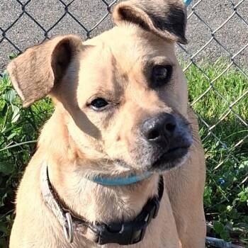 Labrador Retriever Dogs Available for Adoption in New York, New York - BOBBY RAY (out Of Town) | PetCurious