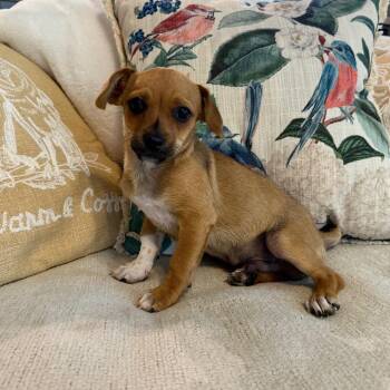 Dachshund and Terrier Dogs Available for Adoption - Jedidiah | PetCurious
