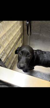 Labrador Retriever and Mixed Breed Dogs Available for Adoption in New Orleans, Louisiana - Bonesy | PetCurious