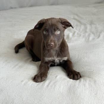Chocolate Labrador Retriever and Australian Cattle Dog Blue Heeler Dogs Available for Adoption in Burlington, North Carolina - Wonderful Tanya  | PetCurious