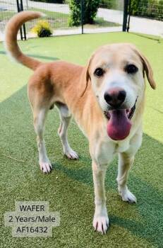 Wafer -  Yellow Labrador Retriever Dog for Adoption - Wafer | PetCurious