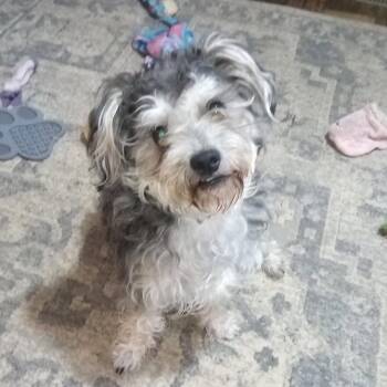 Chewy -  Shih Tzu and Mixed Breed Dog for Adoption in Lenoir, North Carolina - Chewy | PetCurious